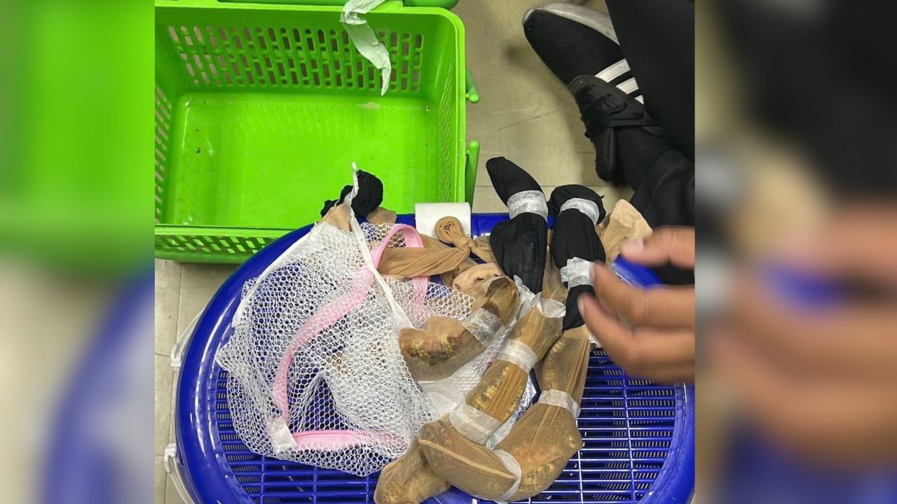 Taiwanese trio busted at Bangkok airport with rare wildlife