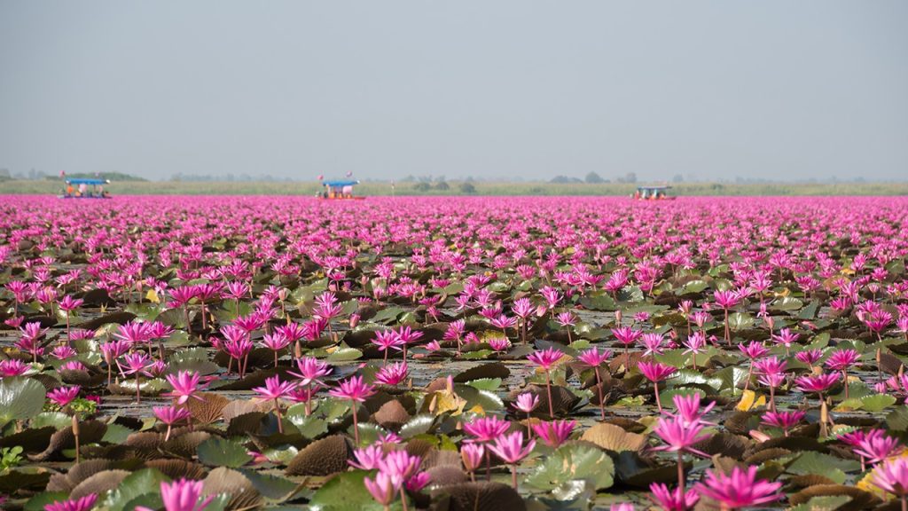 Lisa红莲花海泰国